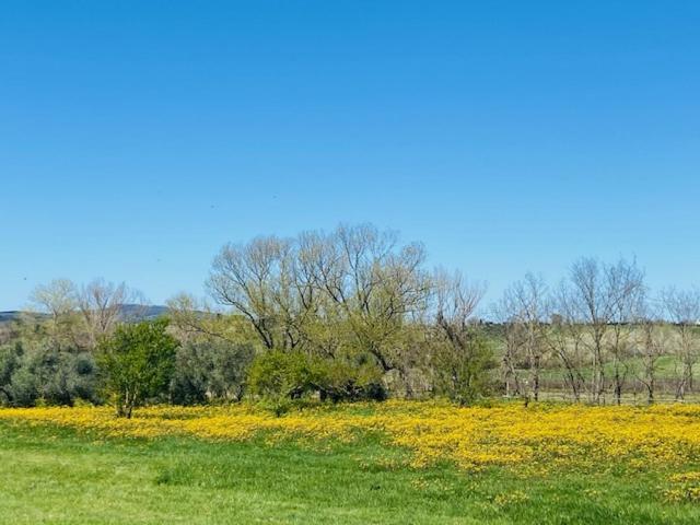 Bed And Breakfast Casale Del Sole Castellina Marittima Exterior foto